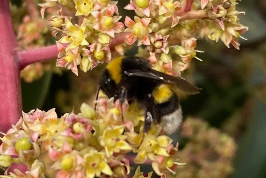 Agrobee Mango