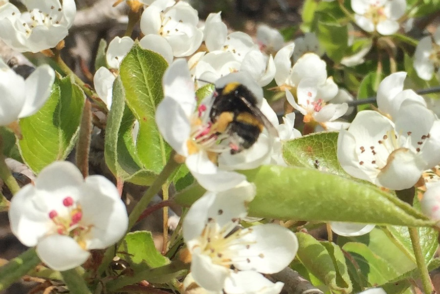 Agrobee Pear