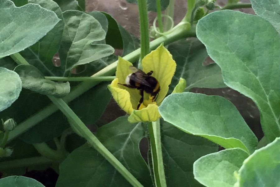 Agrobee Watermelon