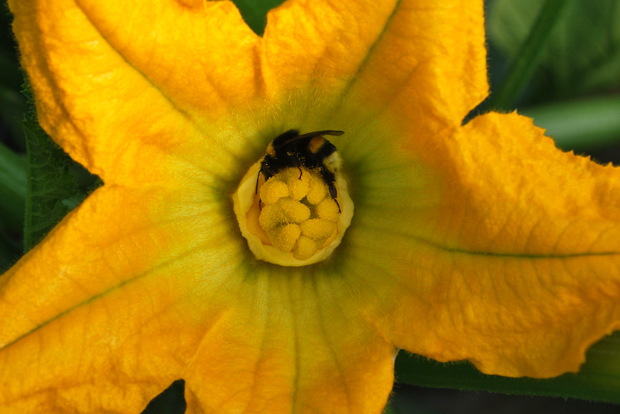 Agrobee Zuccini